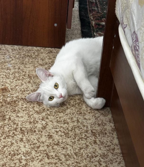 Кошечка в хорошую семью