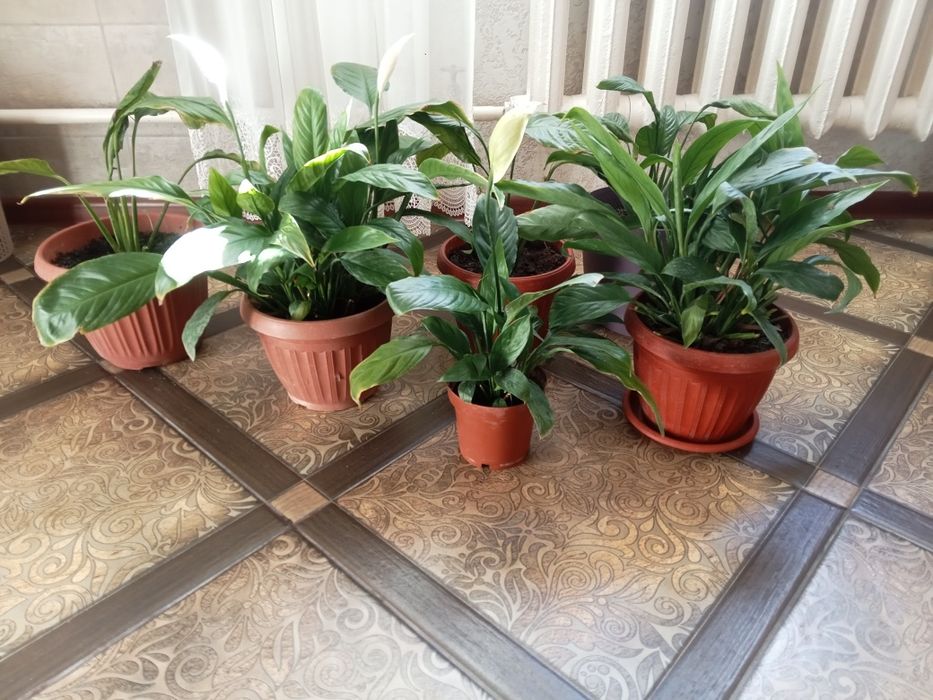 Комнатные растения