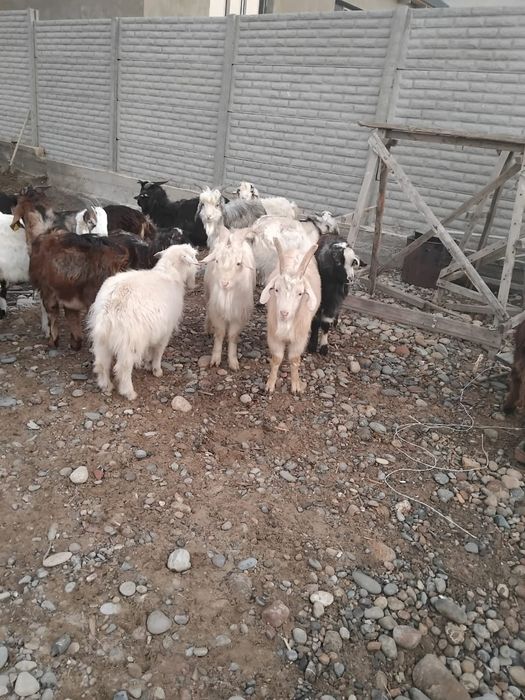 Еркек лақтар сатылады