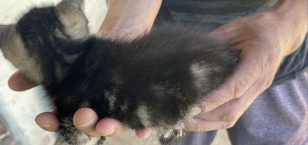 Отдам  шотландских котят