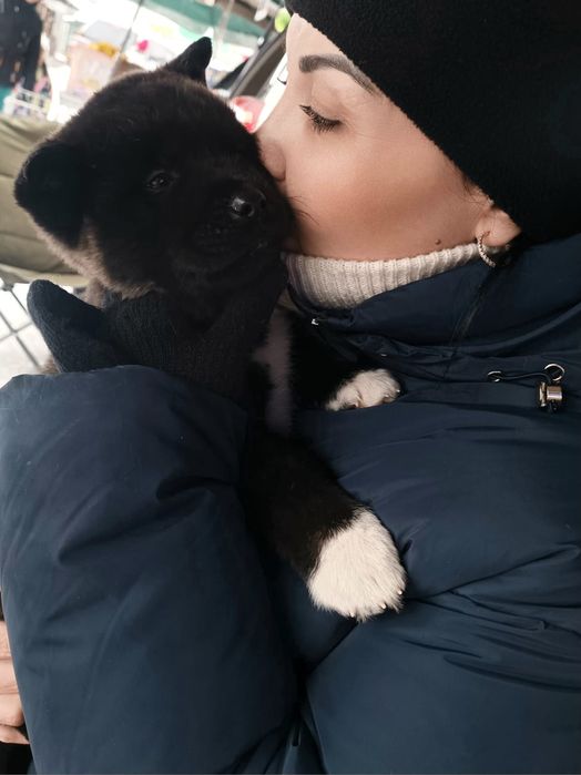 Супер щенки акиты, с полным пакетом документов