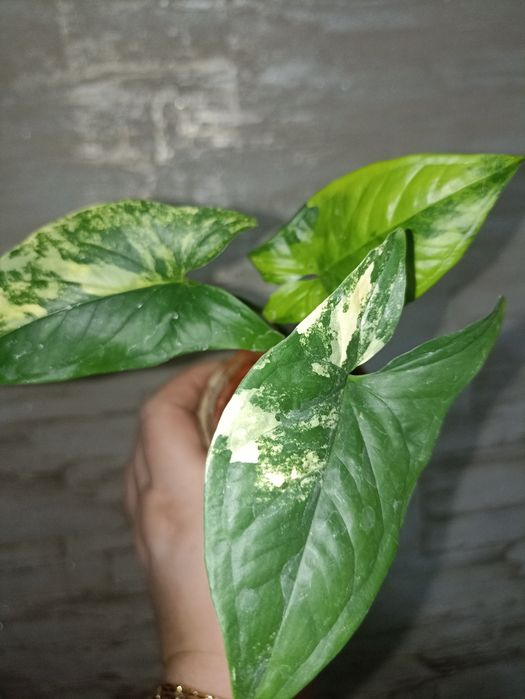 Комнатные растения