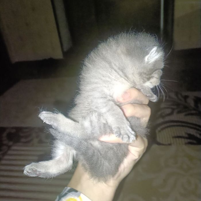 Новорожденные британские котята