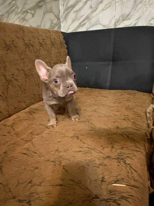 Френски булдог   ..