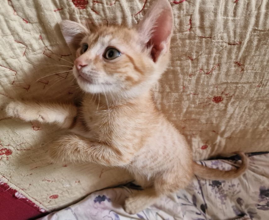Zuzu își caută o familie