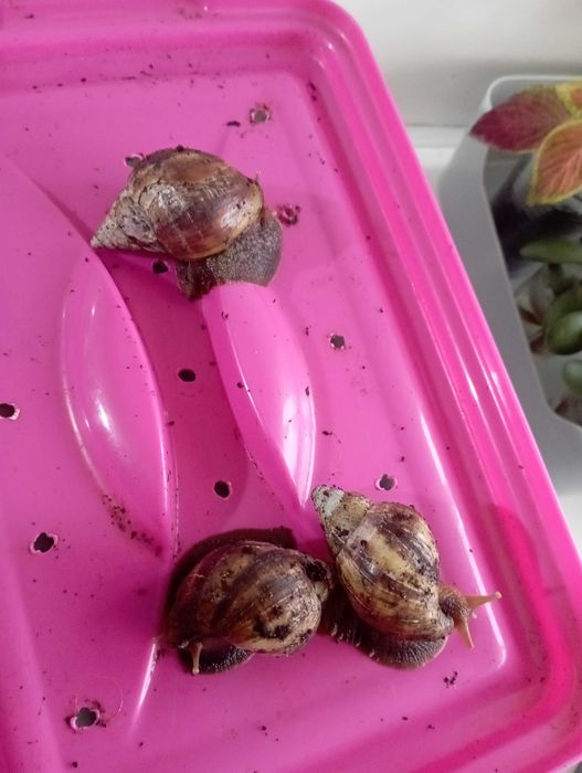 Улитки ахатины -домашние питомцы