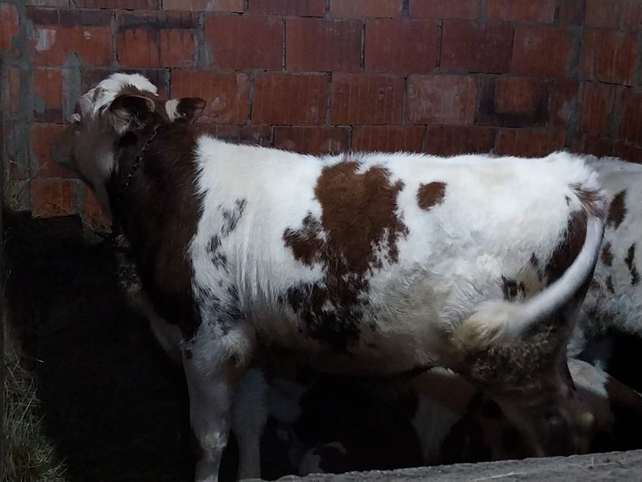 Vând 4 vitei de 5 luni