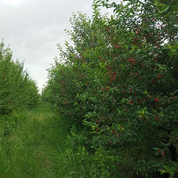 ШПАНКА ШПОНКА Кучатларимиз бор сортига падвойига кафолат берамиз
