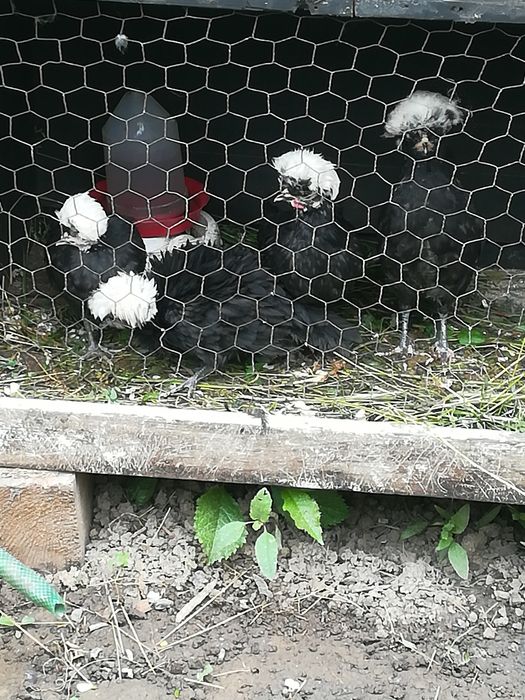 Vînd pui zburați de Moțată Olandeză!!!