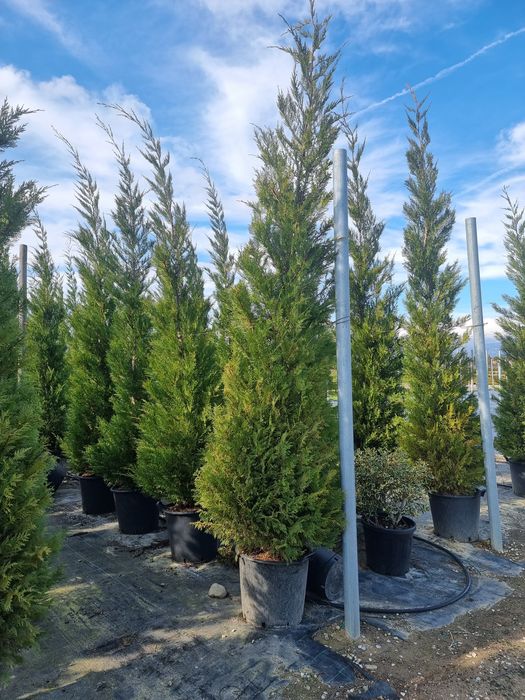 Leylandii- evunomius pe picior - cedrus- photinia