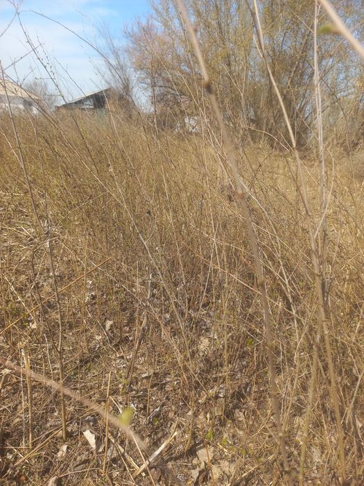 Сеянцы  карагача