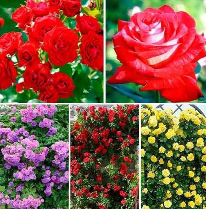 Pomi altoiți, pomi eczotici,columnari,trandafiri, viță de vie,nuc.