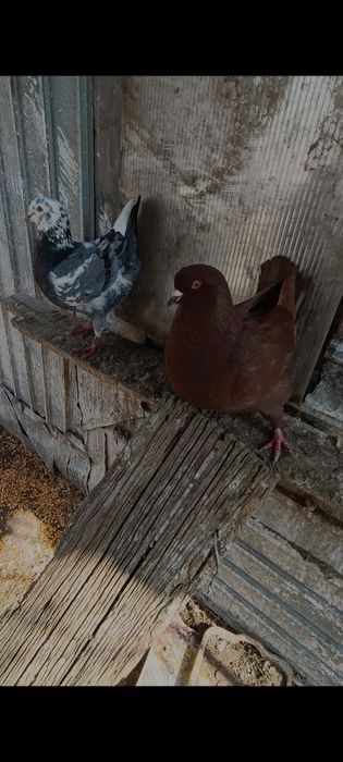 Porumbei Kingi scurți de frumusețe