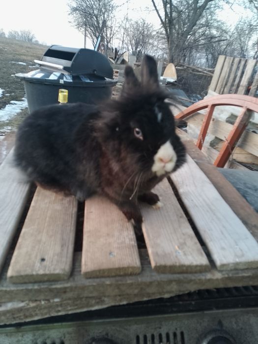 Vând iepuroaică cap de leu