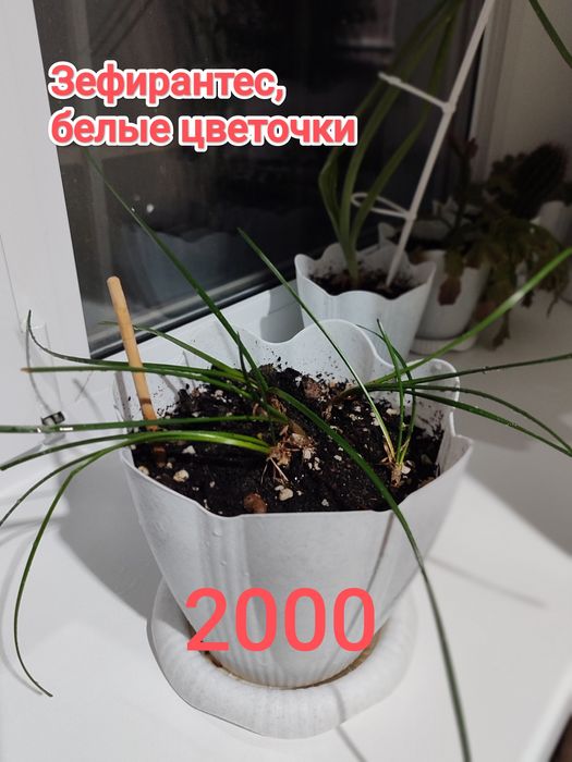 Продам комнатные цветы