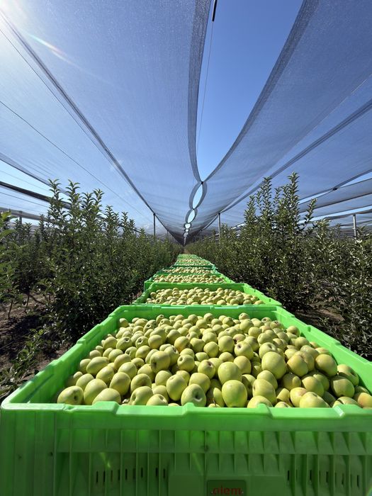 Продам яблоки для сидра, компота, пастилы.