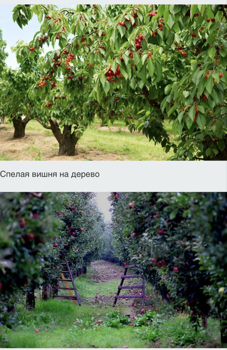 Саженцы деревьев для вашего сада