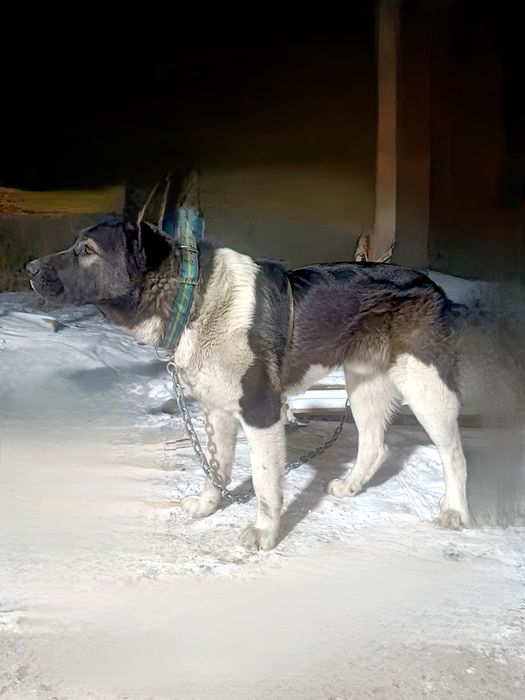 Алабай 6 айлык еркек