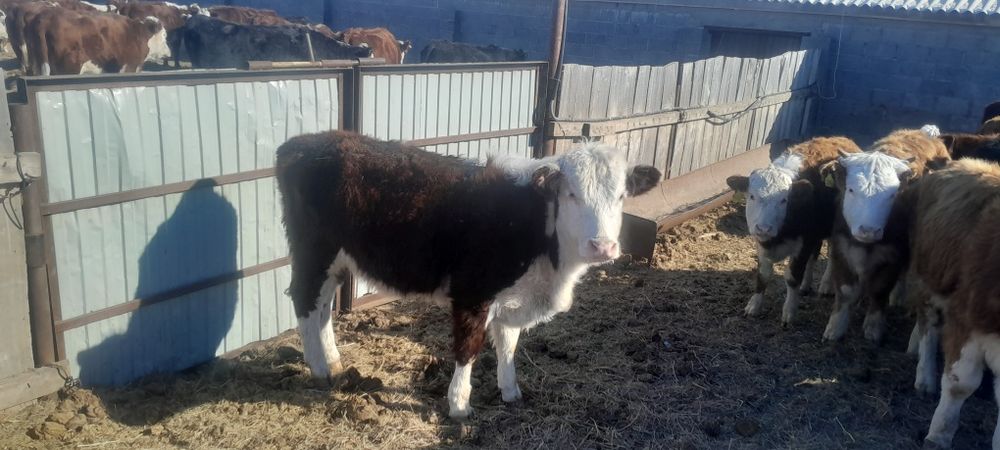 5 бас ақбас баспақтар сатылады ұрғашы 2025 жылқылар.