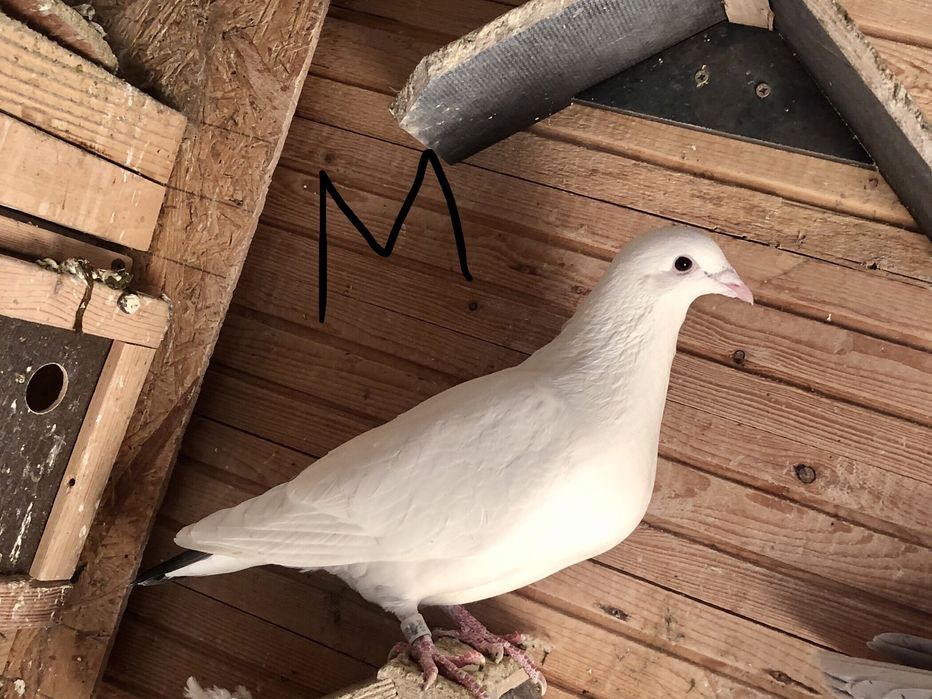 Toti 10 la 400roni = Arden,New Laureat , Sticalbaut