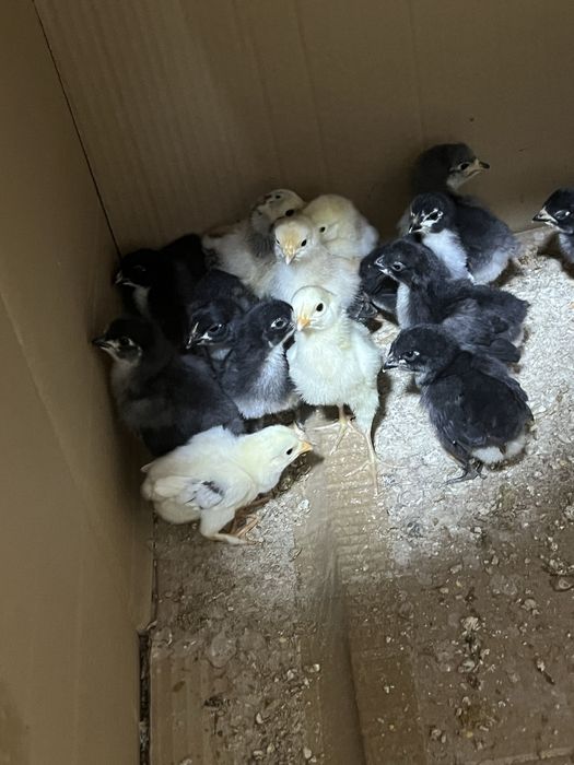 Jo’jalar sotiladi Qora shahzoda, dakang jo’jalar