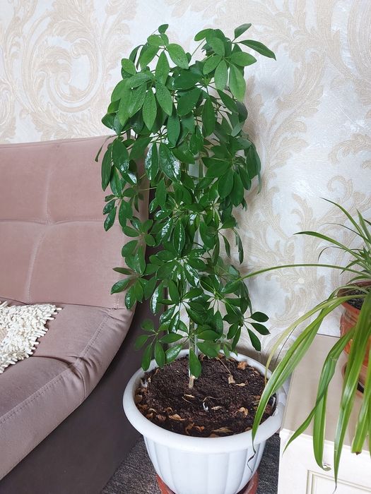 Продам Драцену , Замиокулькас , Шеффлера.