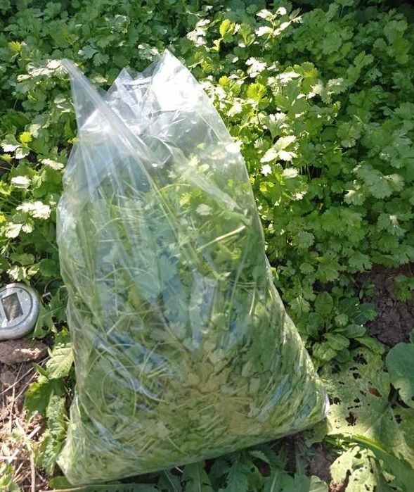 coriandru fresh tot anul incepand cu luna mai