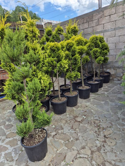 Cedrus Palmierii magnolia gardifloral etc