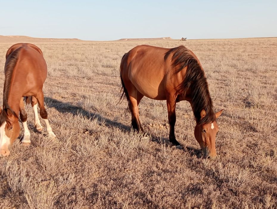2 Ұйір жылқы сатылады/ табун лошадей . Барлығы 40 бас.