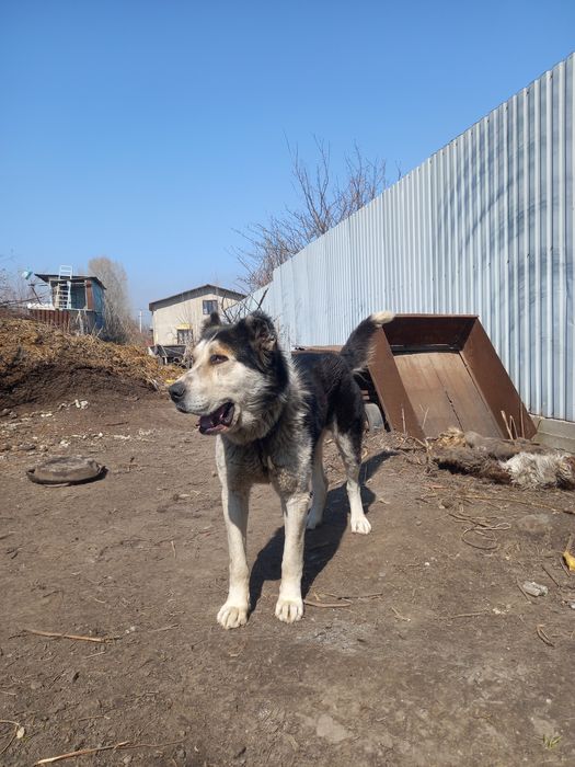 Алабай еркек кабель