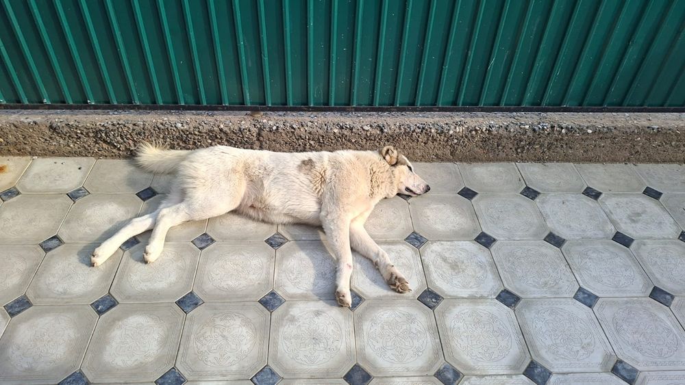 Ит 2 жасар алабай