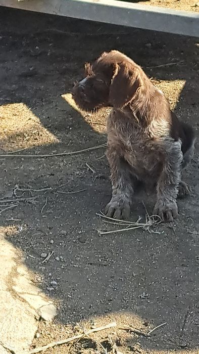 Щенки дойч дратхаар