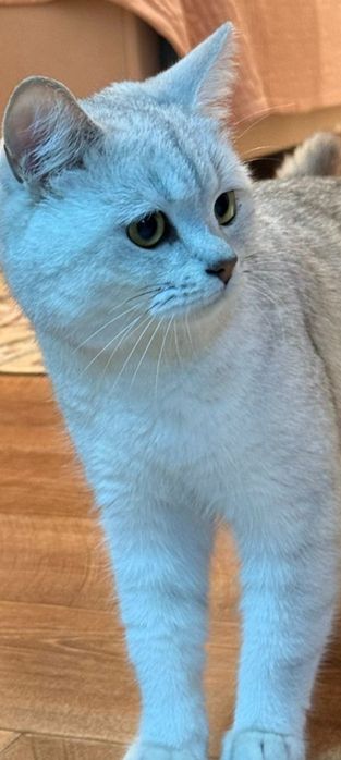 Продам кота еркек мысық