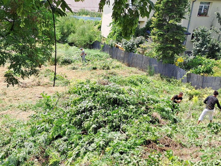copaci si gradina , gazon si iarba nedorita