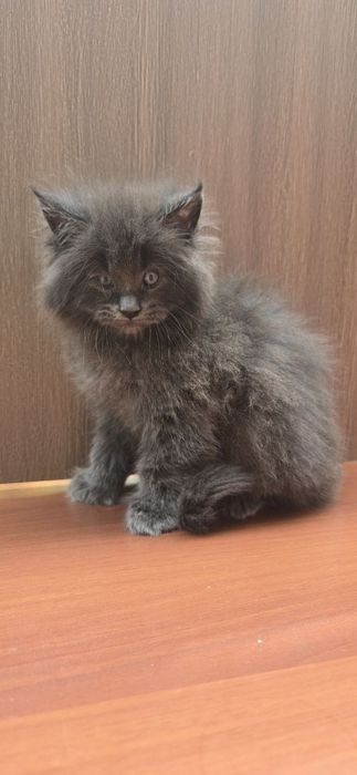 Мейн_кун полидакт мальчик продаётся