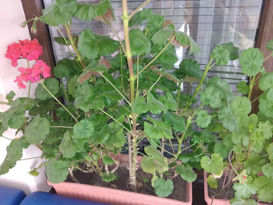 Резници на мушкато,сакъзче, налба, 1 бр. за 0,90ст, различни цветове