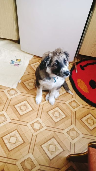 Щенок мальчик в добрые руки