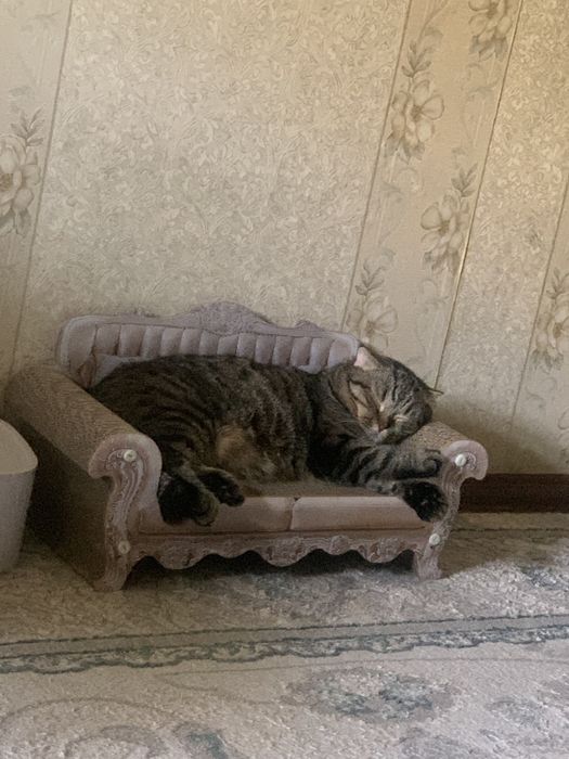 Кот скотиш фолд 4 года