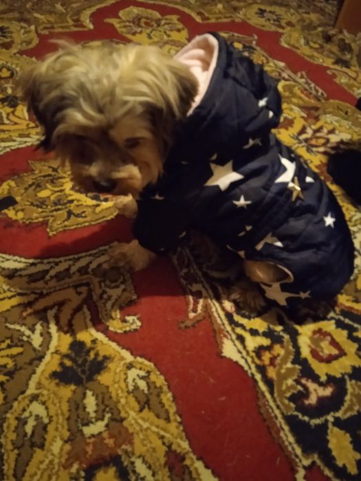 Одежда для собак