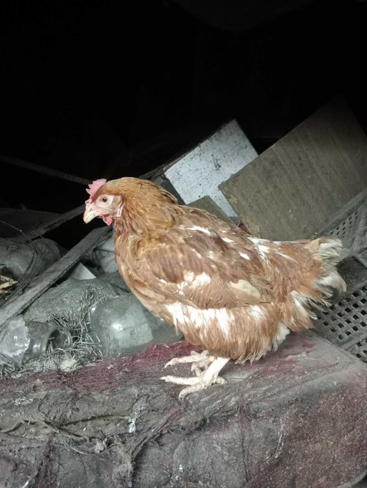 Куры несушка красная