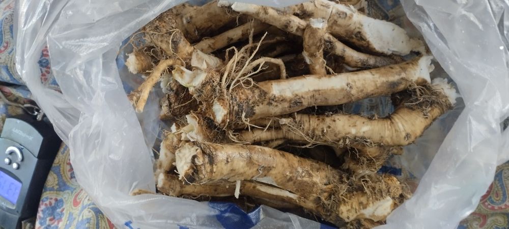 Продам корни хрена