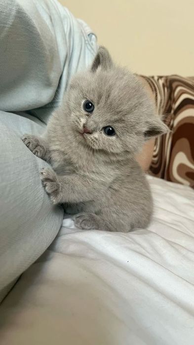 британский котенок