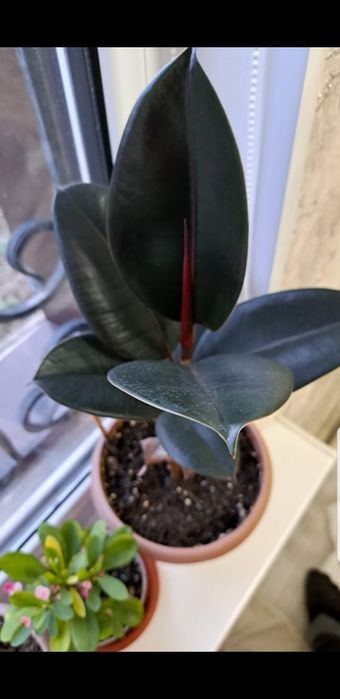 Цветы комнатные разных видов