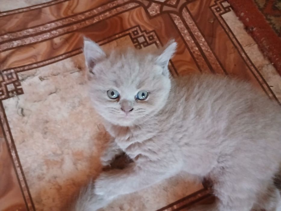Котята британской породы