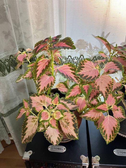 Продам цветы Колеусы