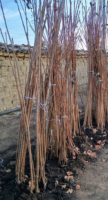 Овощен посадъчен материал 2025