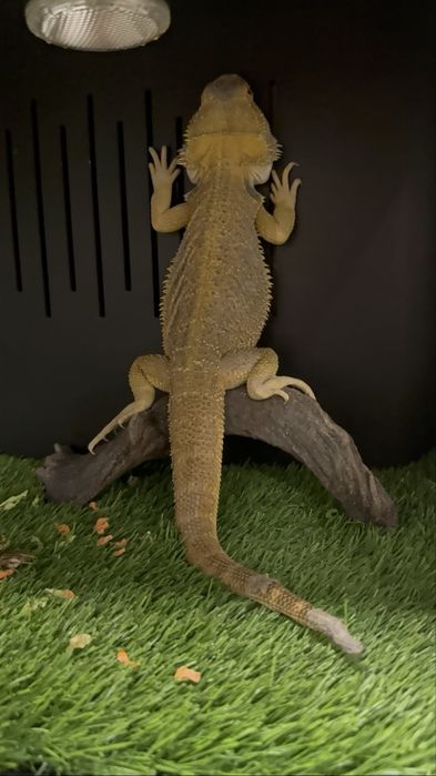 Продам ящерицу бородатая агама