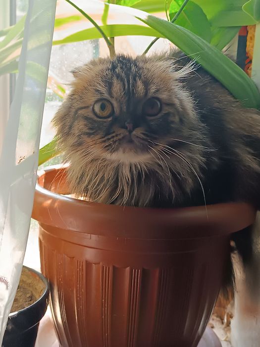 Вязка.  Персидская веслоухая девочка