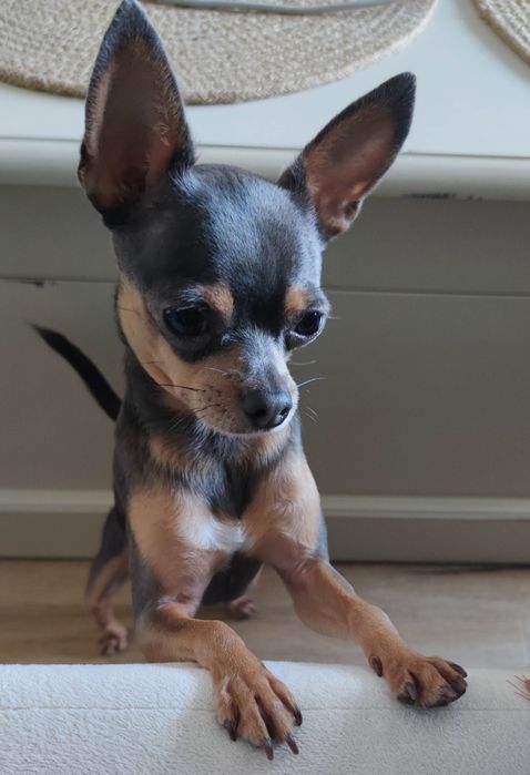 Мини пинчер  със специални нужди търси дом