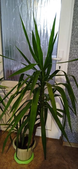 Цветок Юкка, продаётся.
